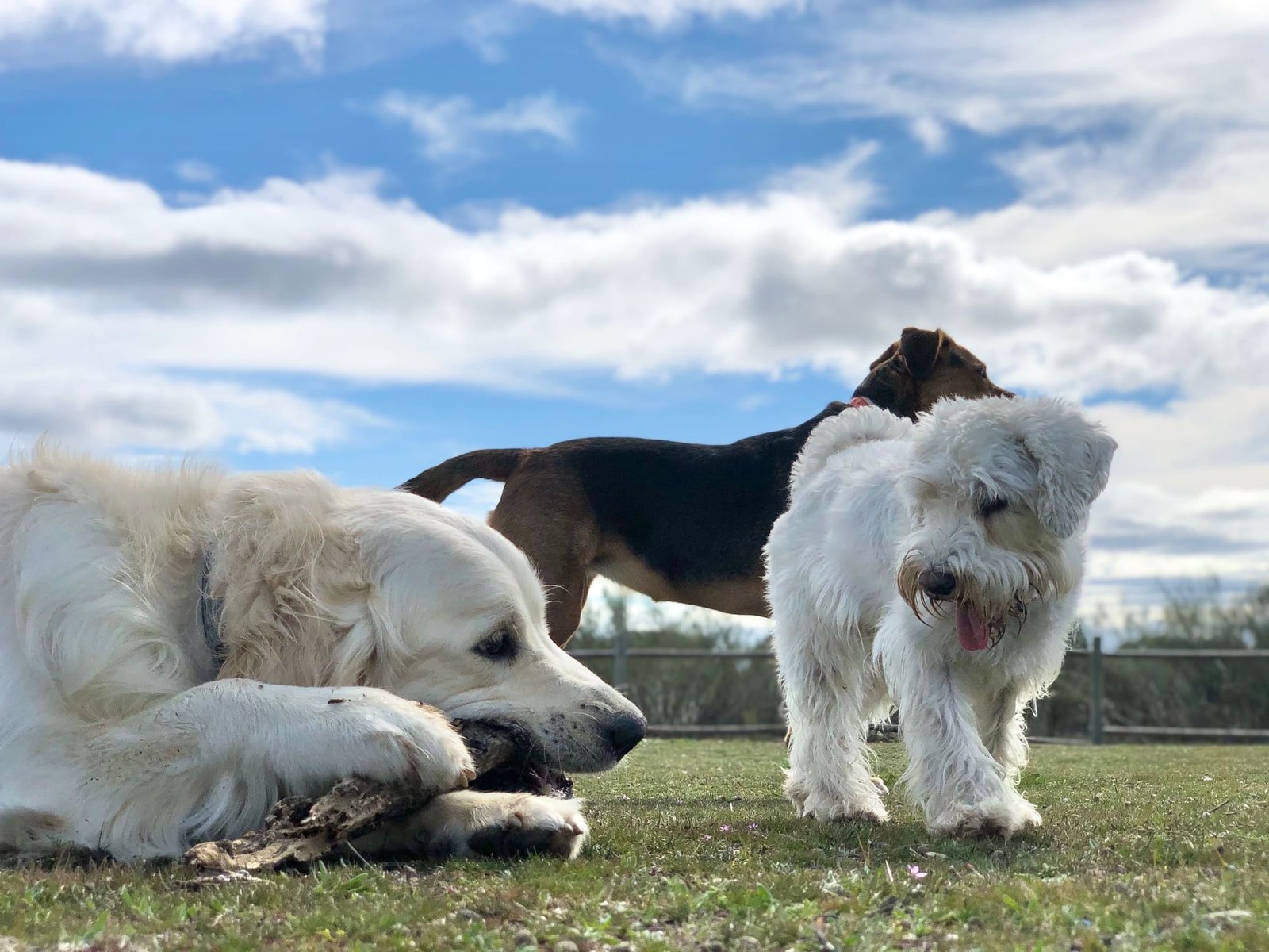 Grupos de Desarrollo Dog Care Madrid